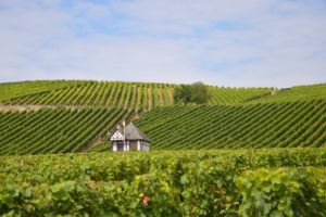 Weinlagen wie hier im Rheingau kommt eine besondere Bedeutung in der Deutschen Weinkultur zu. - Foto: gik