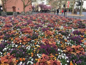 Blumenbeet auf dem Liebfrauenplatz in Mainz im Frühjahr 2019. - Foto: gik