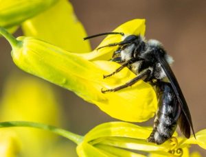 Die Blauschillersandbiene ist die Biene des Jahres 2019. - Foto Ursula Gönner