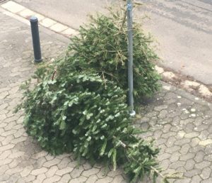 Ausrangierte Weihnachtsbäume warten am Straßenrand in Mainz auf ihre Abholung. - Foto: gik