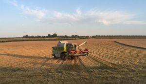 Eine Erntemaschine auf einem Feld bei Wackernheim 2021. - Foto: gik