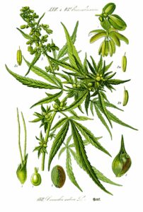 Die Cannabispflanze und ihre Samen. Foto via Wikipedia, Otto Wilhelm Thome