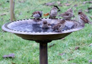 Achtung: Auch Vogeltränken können mit stehendem Wasser zu Mücken-Brutstätten werden! - Foto: Alf Beard via Wikipedia.
