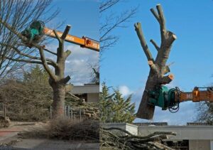 Am Montag, eine Woche nach Fastnacht, fielen rund ein Dutzend alter Bäume auf dem Gelände der Grundschule in Mainz-Finthen. - Fotos: Philipp Steiner
