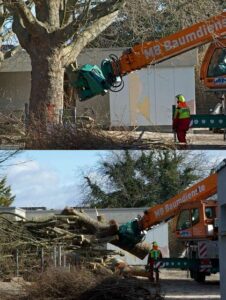 Bis zu 60 Jahre alte Bäume fielen der Fällung zum Opfer. Die Stadt will hier einen Neubau für die Grundschule errichten. - Fotos: Philipp Steiner