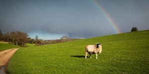 Regenbogen über Schafweide - auch das ist typisch April. - Foto: Shutterstock 