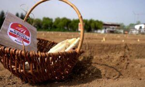 Spargel in einem Korb auf einem Feld in Hessen. - Foto: Umweltministerium Hessen