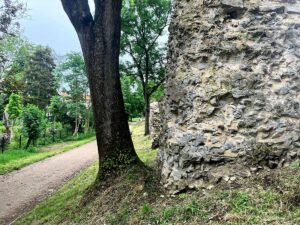An mehreren Stellen wachsen inzwischen große Bäume dicht neben den Römersteinen - die IRM fürchtet um die Standsicherheit der antiken Mauerreste. - Foto: gik