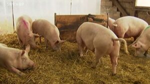 In Hessen müssen bereits mehr als 1.300 Hausschweine wegen der Afrikanischen Schweinepest getötet werden. - Foto: gik