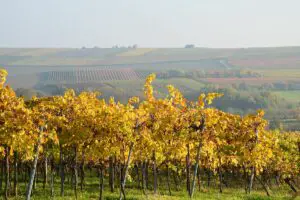 Weinberge bei Zornheim in Rheinhessen: Viele gute Weingüter liegen gleich vor der Haustür. - Foto: gik