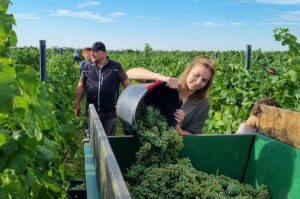 Die Pfälzer Weinkönigin Lea Baßler bei der Weinernte 2023. - Foto: DWI