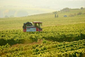 Weinlese in Rheinhessen mit dem Traubenvollernter. - Foto: Robert Dieth Rheinhessenwein