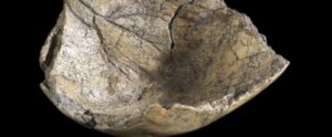 Dieses Schädelfragment galt als Überrest eines Neandertalers aus Ochtendung - und damit als "ältester Rheinland-Pfälzer". Nun stellte sich bei einer Überprüfung heraus: Der Schädel ist 170.000 Jahre jünger. - Foto: GDKE 