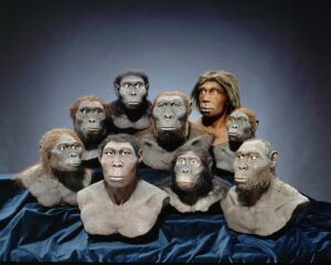 Wie die Vorfahren der modernen Menschen aussahen, übt von jeher eine große Faszination aus - hier Nachbildungen von Hominiden in einer Ausstellung 2005 im Landesmuseum Darmstadt. - Foto: gik 