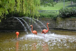 Die Zeit der rosa Flamingos im Mainzer Stadtpark endet: Die Tiere müssen spätestens zum Herbst umziehen. - Foto: gik