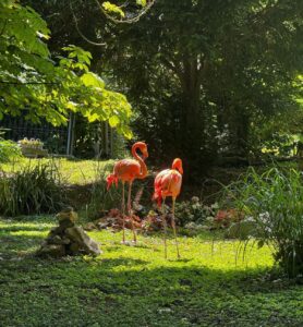 Zwei der letzten sechs Flamingos am Weiher im Mainzer Stadtpark im Jahr 2025. - Foto: Müller-Horn