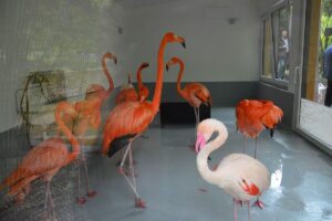 Die Mainzer Flamingos im Jahr 20176 im neuen Flamingohaus, vorne rechts einer von zwei Rosa-Flamingos, die kurz zuvor aus Köln nach Mainz kamen. - Foto: gik