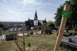 Ein Grab im Weinberg: Die neuen "Schorlegräber" der Stadt Mainz machen es möglich, hier auf dem Friedhof in Mainz-Laubenheim. - Foto: Wirtschaftsbetrieb, C Schulze