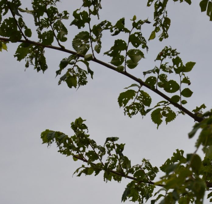 Flatterulmen von Schädling befallen – Stadt: Falter schon weg