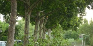 Sturmtief Burglind mit wenig Auswirkungen in Mainz – Bäume, Äste, Bauzäune umgeweht – 93 km/h in der Spitze