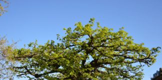 Neue Bäume braucht die Stadt – Stadt Mainz pflanzt 113 neue Bäume, mindestens 70 gefällt