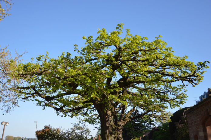 Neue Bäume braucht die Stadt – Stadt Mainz pflanzt 113 neue Bäume, mindestens 70 gefällt