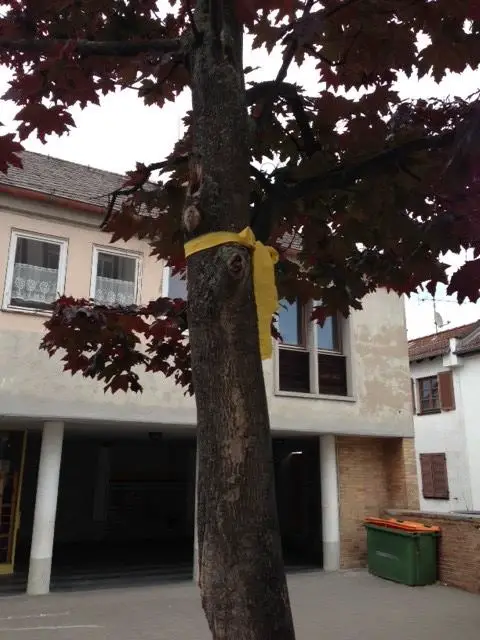 Baum auf Schulhof mit gelbem Band - Foto: privat