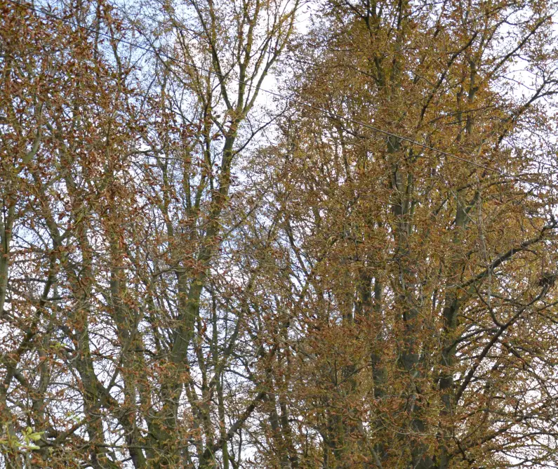 Braune Blätter in den Kronen der Kastanien, Folge der Miniermotte - Foto: gik