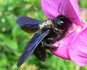 Natur Pur: Blaue Holzbiene beim Necktar sammeln. - Foto: R. Michalski