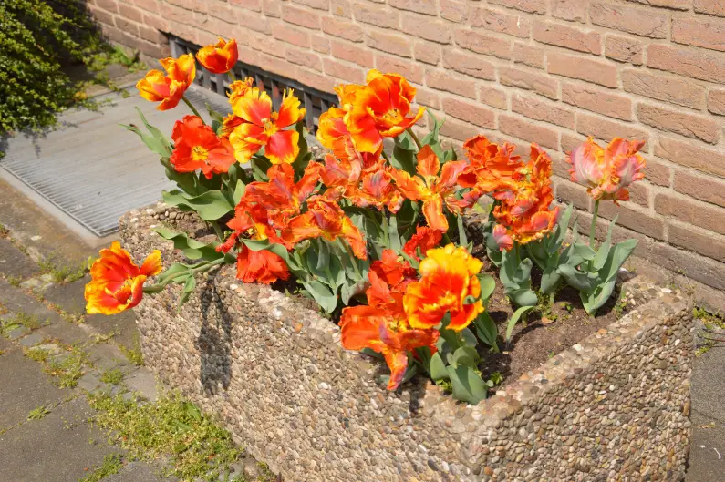 Blumenkübel in der Mainzer Neustadt - Foto: gik