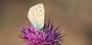Mainz&-Adventskalender Türchen #7: Blühstreifen zur Insekten-Rettung – Aktion von Becker-Das Weingut in Ebersheim trifft Nerv