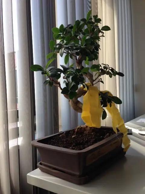Bonsai-Baum mit gelbem Band - Foto: privat
