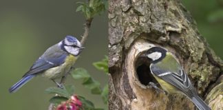 Stunde der Wintervögel: NABU entdeckt Grund für Vogelschwund – es fehlen die Besucher aus dem Osten