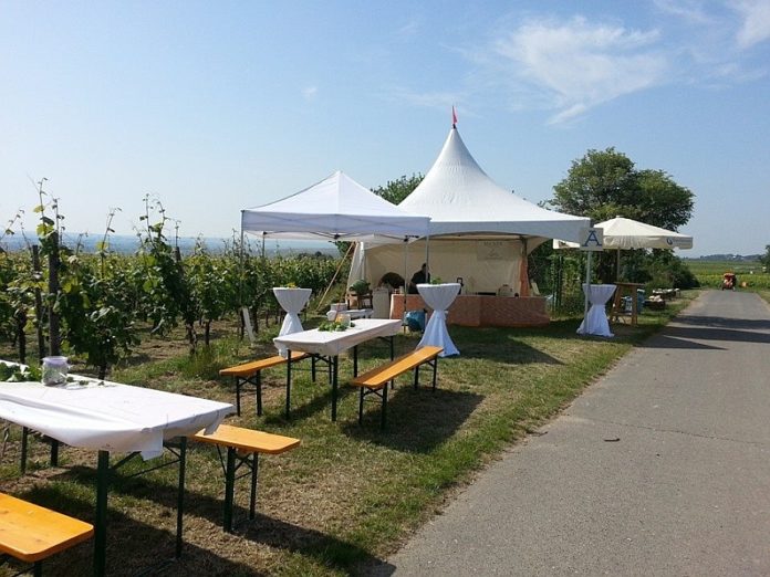 Ebersheimer Weinwanderung an Pfingsten: 13 Winzer, tolle Weine, Ausblick bis Frankfurt genießen