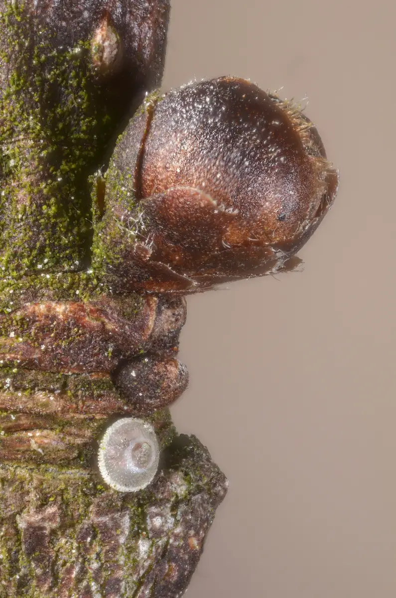 Egg of the butterfly Satyrium w-album on an elm (Ulmus sp.) twig Scale : egg width = 1mm Technical settings :   - focus stack of 28 images  - 28mm Componon lens reversed on a bellow