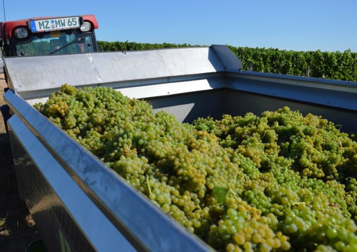 Federweißer-Lese 2022 hat begonnen: Heißer Sommer sorgt für frühen Lesestart – Wassermangel hält Trauben klein