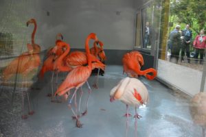 Die Mainzer Flamingos 2017 in ihrem frisch eingeweihten Flamingohaus im Mainzer Stadtpark. - Foto: gik 