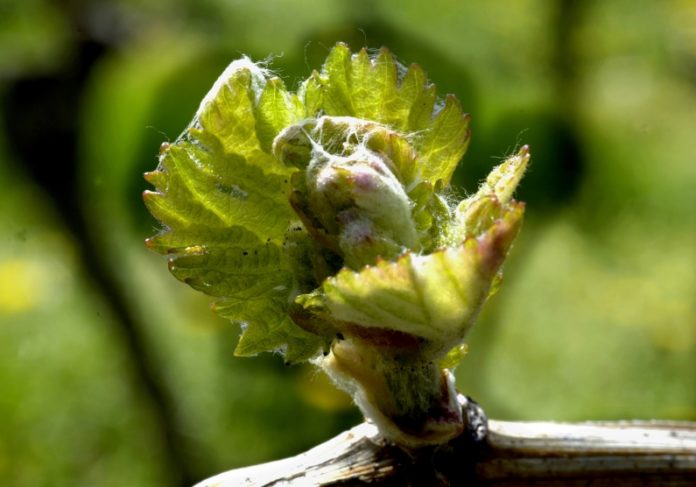 Sorgen um Weinjahrgang 2017 – Frost richtet schwere Schäden in Weinbergen an