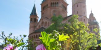 „Gart der Gesundheit“ von 1485: Das älteste Kräuterbuch kommt aus Mainz