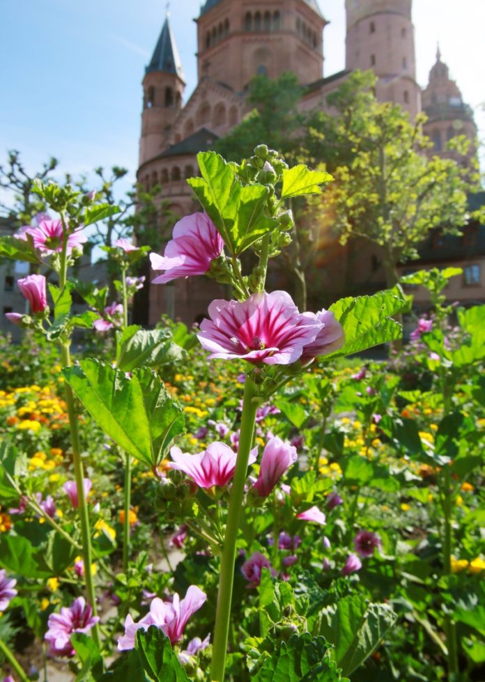 „Gart der Gesundheit“ von 1485: Das älteste Kräuterbuch kommt aus Mainz