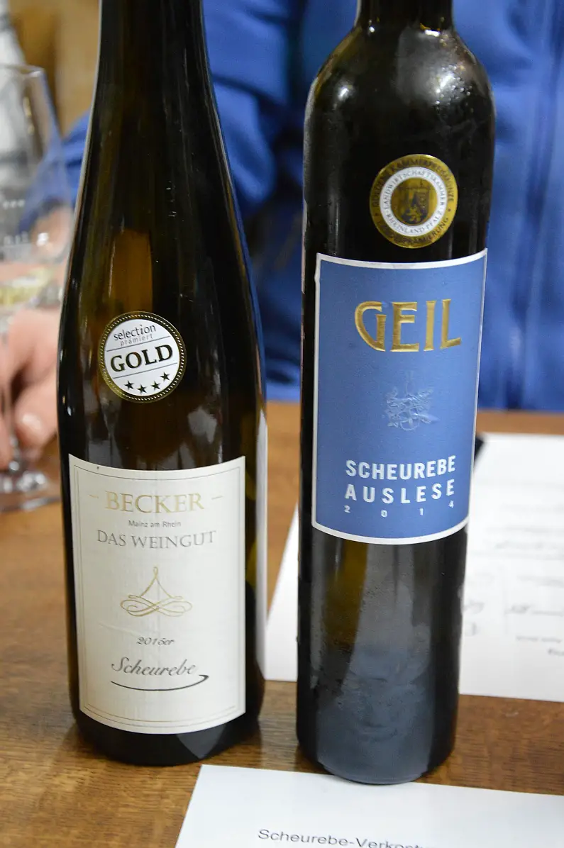 Geile Scheureben Weinprobe Vinocamp Rheinhessen