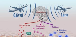 Fluglärm schädigt Gefäße und Gene – Münzel nennt neue Studie „Durchbruch bei Lärmforschung“