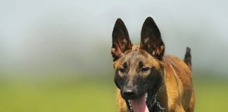 Mainz teuerste Stadt für Hundehalter – Steuerzahlerbund fordert Abschaffung der Hundesteuer