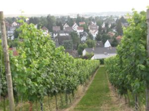 Ein Weinberg bei Hechtsheim, nördlich von Ebersheim - Foto: gik
