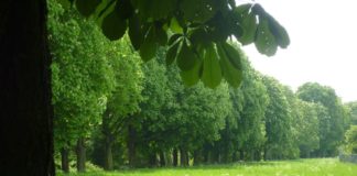 3 Jahre Fällung Lesselallee: Am 4. November 2014 fielen 70 Baumriesen auf der Maaraue – Baumallee bis heute unersetzt