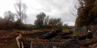 Lesselallee: Die Baumriesen sind unvergessen – Vor zwei Jahren fällte die Stadt Wiesbaden die Allee