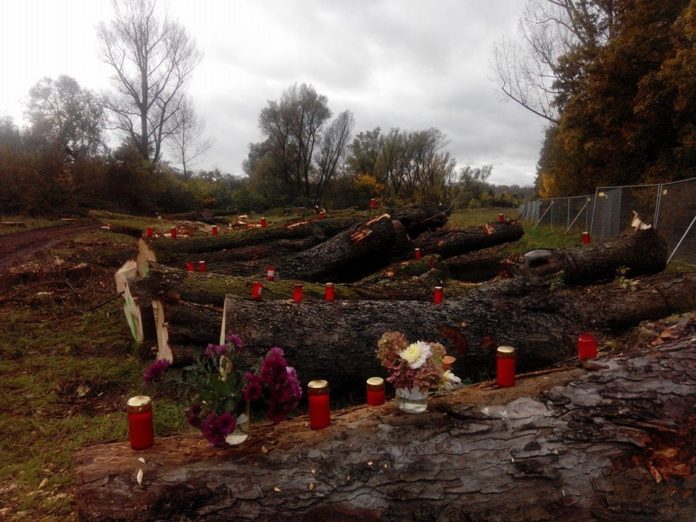 Lesselallee: Die Baumriesen sind unvergessen – Vor zwei Jahren fällte die Stadt Wiesbaden die Allee