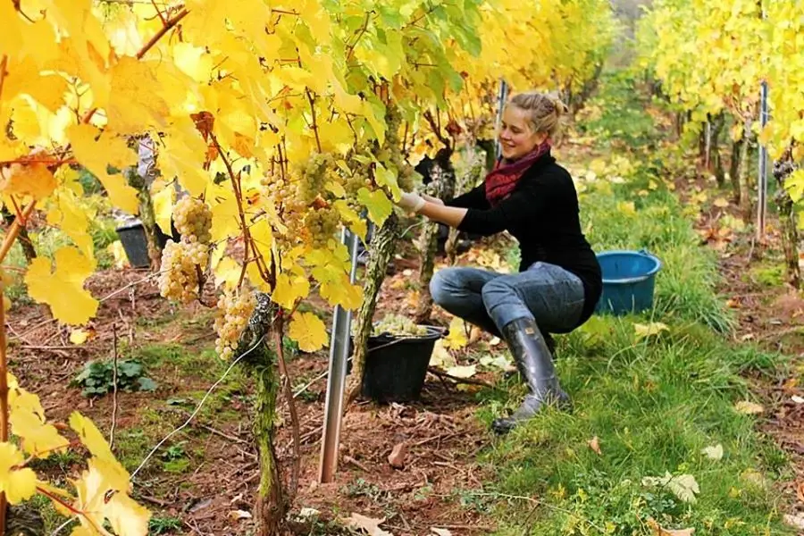 Lisa Bunn bei der Weinlese im Weinberg - Foto Weingut Bunn