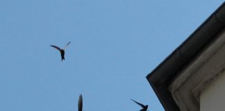 Wohnungsnot für Mauersegler: BUND informiert über Nistplatzmangel und wie man helfen kann