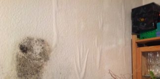 Great Wine Capitals: Schimmelvergiftung statt Preisverleihung für Mainz& – Wie Vermieter Mieter gefährden